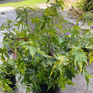 Variegated Flowering Maple