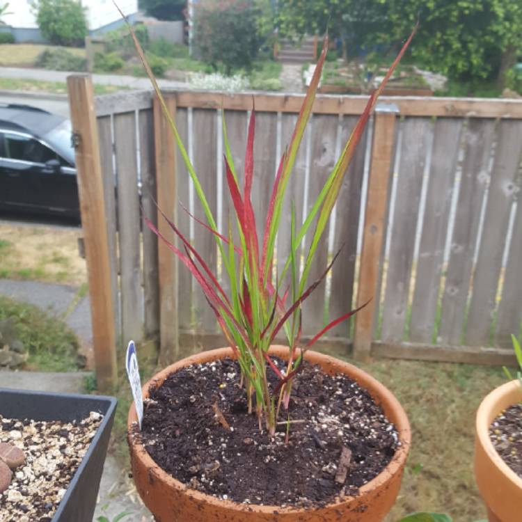 Plant image Imperata cylindrica 'Red Baron'