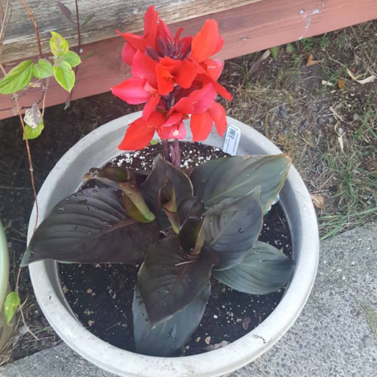 Plant image Canna 'Cannova Bronze Scarlet' (Cannova Series)