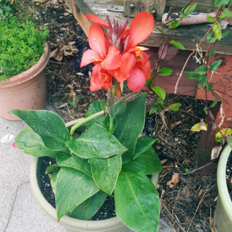 Plant image Canna 'Cannova Red Shades' (Cannova Series)