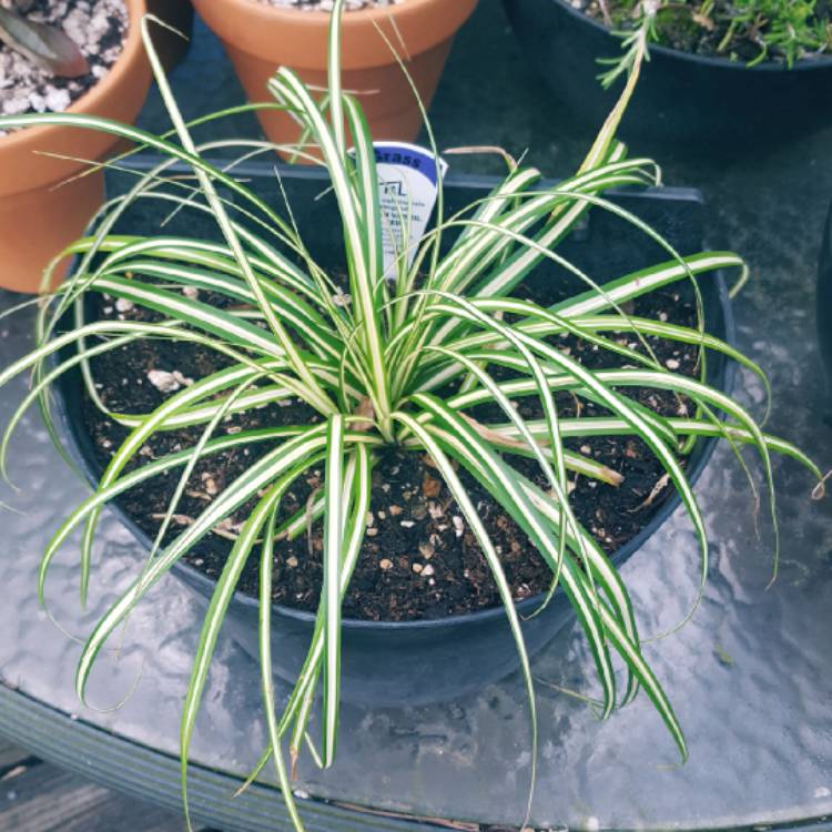 Plant image Carex oshimensis 'Evergold'