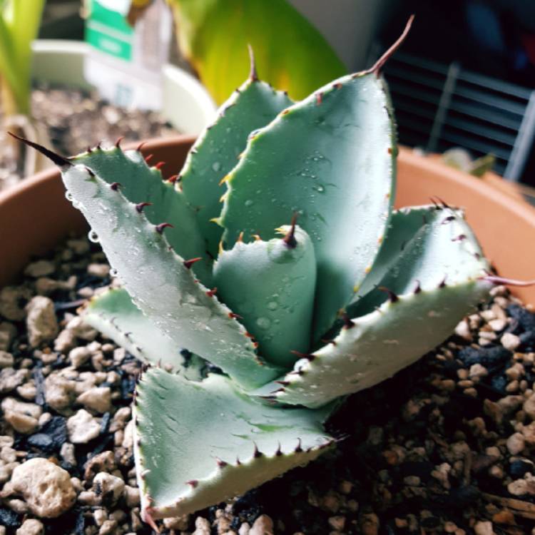 Plant image Agave Pygmae