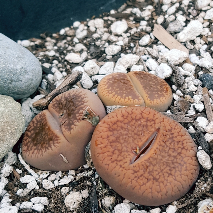 Plant image Lithops Lesliei var. Hornii