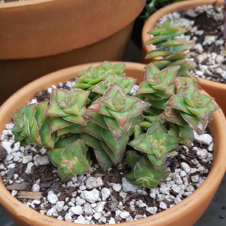 Plant image Crassula perforata variegata 'Jack In The Box'