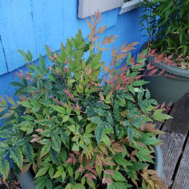 Nandina Domestica 'Gulfstream'