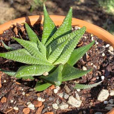 Haworthiopsis limifolia 'Green Knight' syn. Haworthia limifolia 'Green Knight'