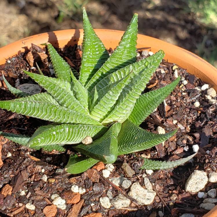 Plant image Haworthiopsis limifolia 'Green Knight' syn. Haworthia limifolia 'Green Knight'