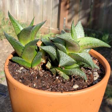 Haworthia Venosa ssp. Tessllata