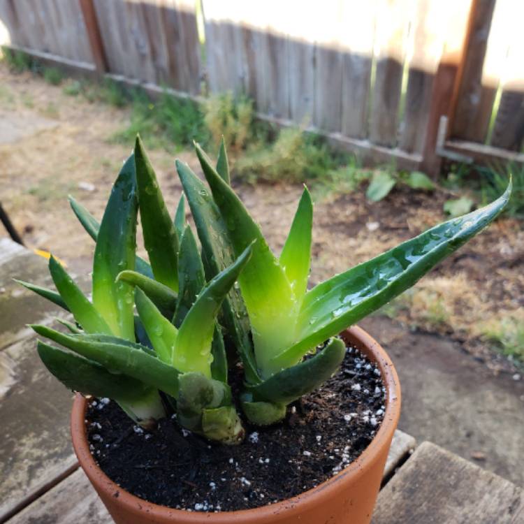 Plant image Haworthia 'Black Gem'