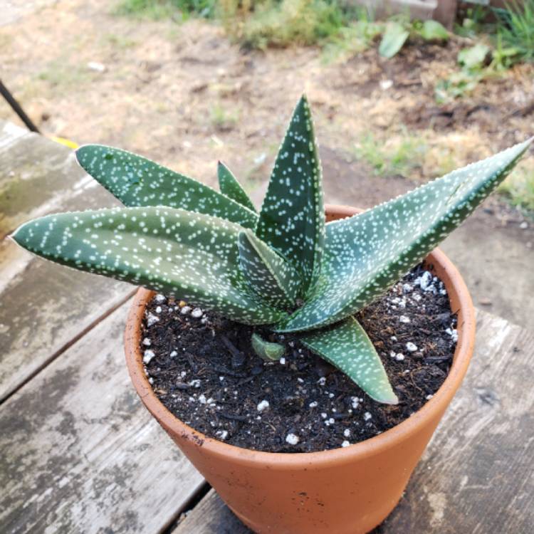 Plant image Gasteria bicolor var. 'Liliputana'