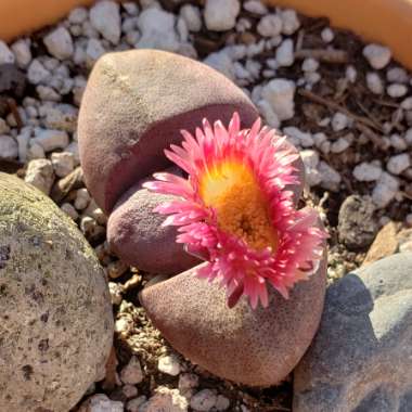 Pleiospilos nelii 'Royal Flush'