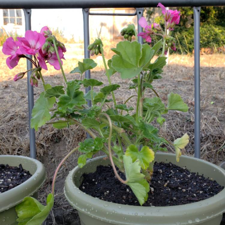 Plant image Pelargonium 'Peqz0002' (Calliope Series) syn. Pelargonium 'Calliope Lavender Rose'