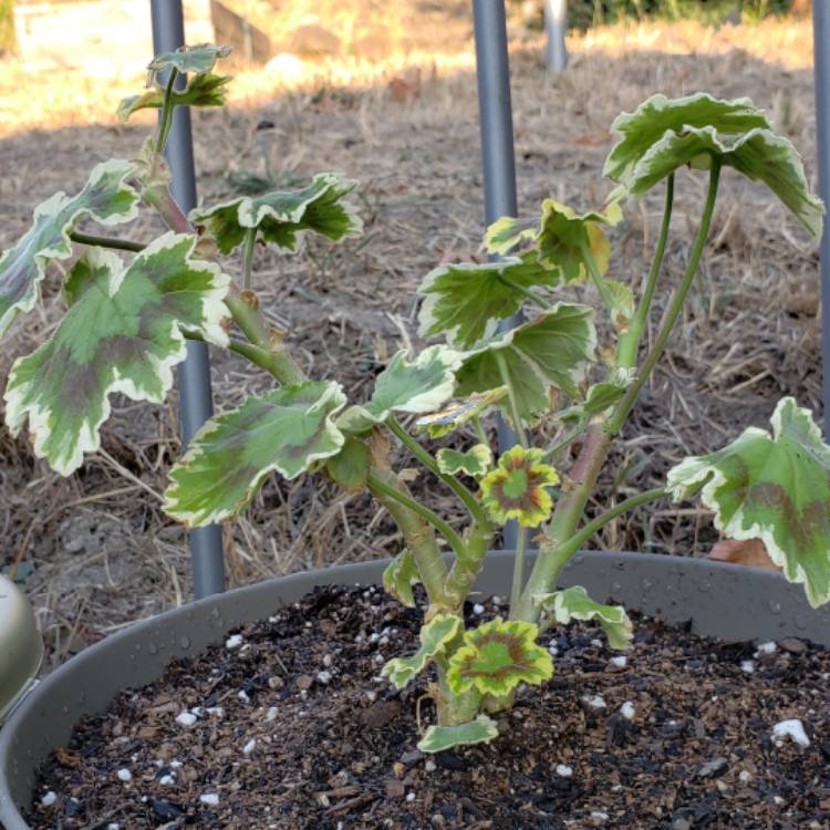 Plant image Pelargonium 'Mrs Pollock'