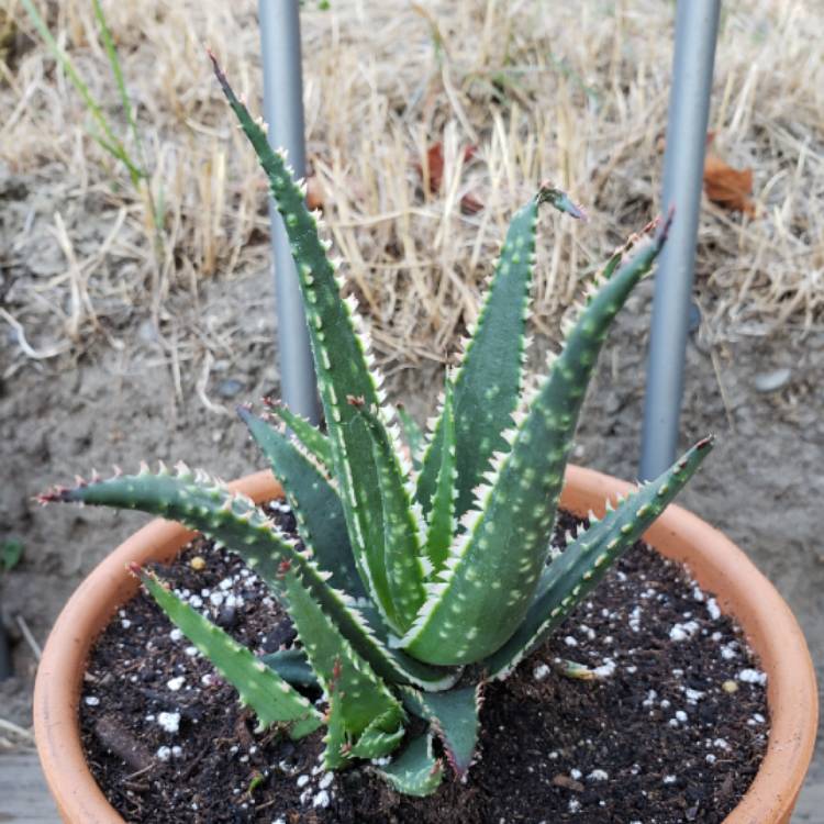 Plant image Aloe 'Coral Fire'