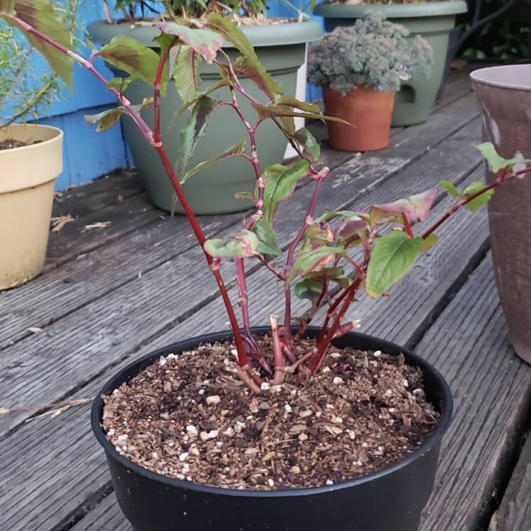 Plant image Persicaria microcephala 'Red Dragon'