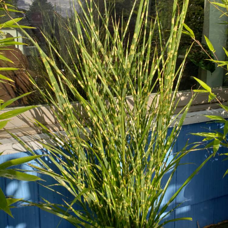 Plant image Miscanthus sinensis 'Strictus'