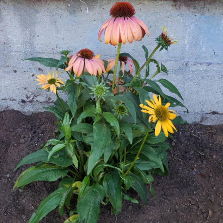 Plant image Echinacea 'Cheyenne Spirit' (Orange)