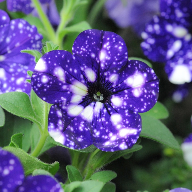 Petunia 'Night Sky'