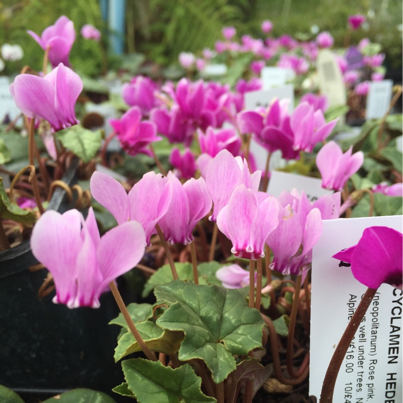 Cyclamen (Hardy)