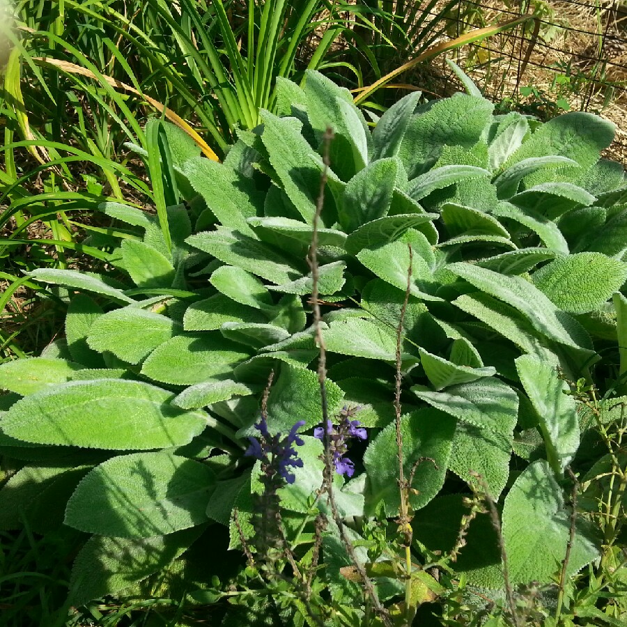 Lamb's Ear