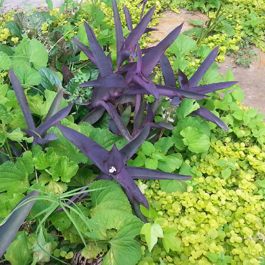 Purple-Heart Spiderwort 'Purpurea'