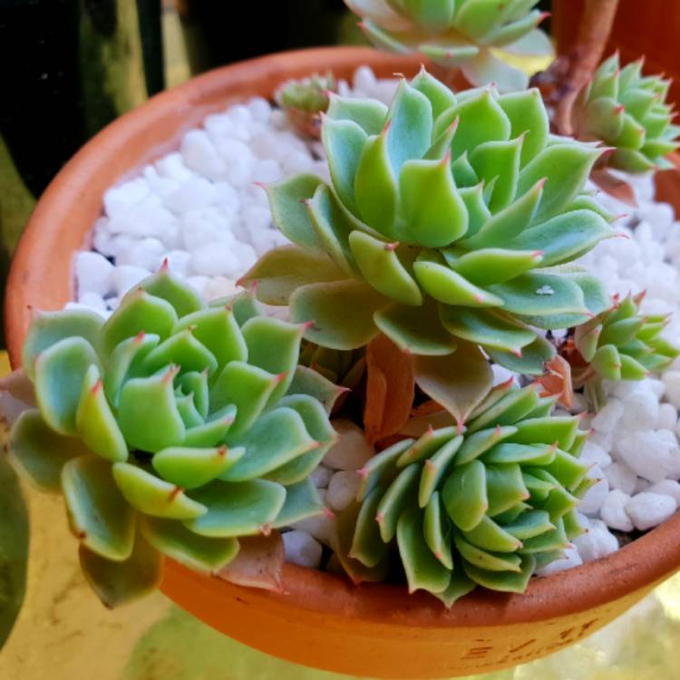 Plant image Echeveria Blue Mist