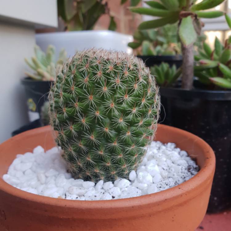 Plant image Mammillaria matudae