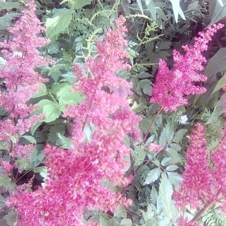 Plant image Astilbe simplicifolia 'Hennie Graafland'