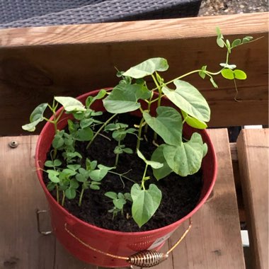 Dwarf French Beans 'Yin Yang'