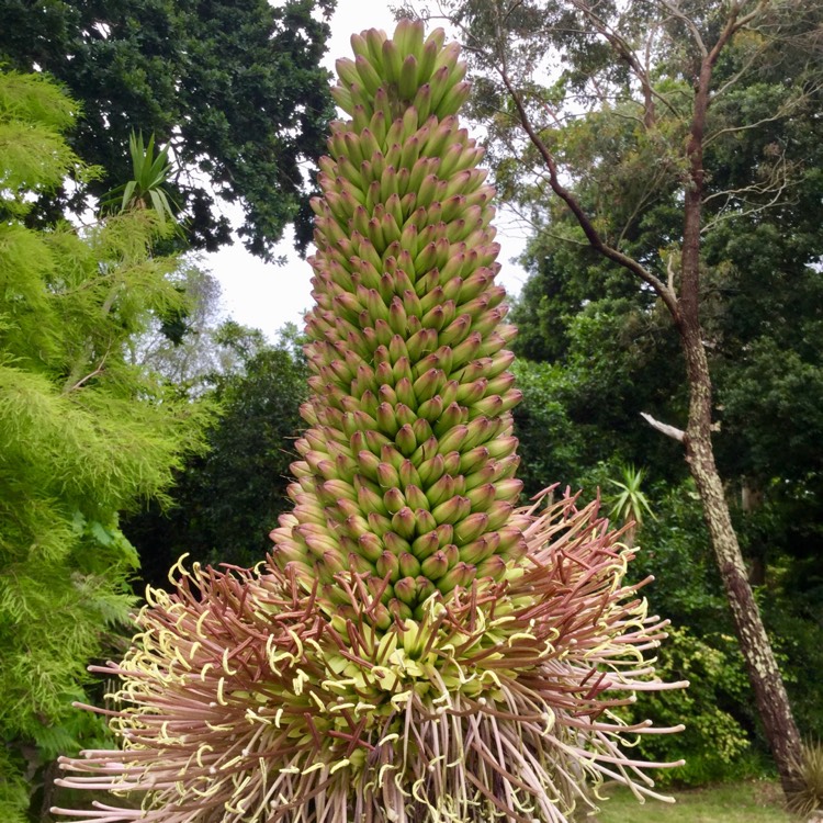 Plant image Agave Celsii Multicolour