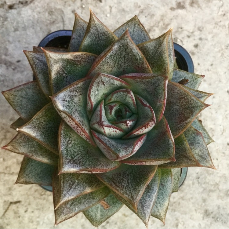 Plant image Echeveria Purpusorum