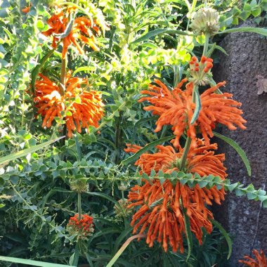 Leonotis leonurus