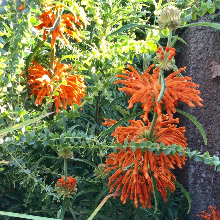 Plant image Leonotis leonurus