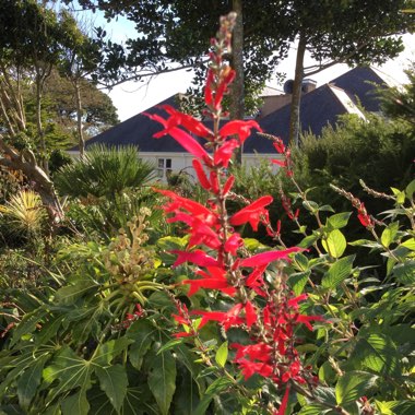 Salvia elegans 'Pineapple Sage'