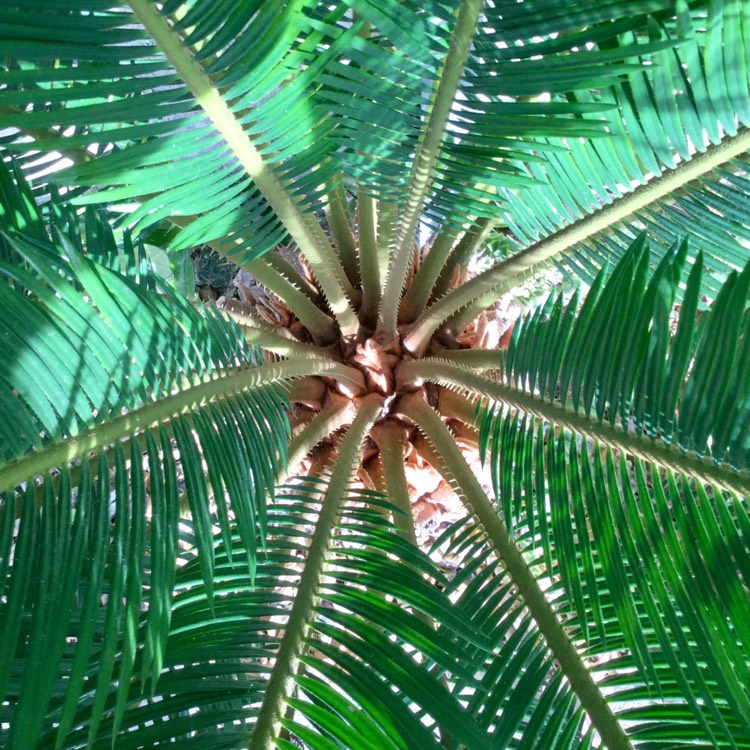 Plant image Cycas revoluta