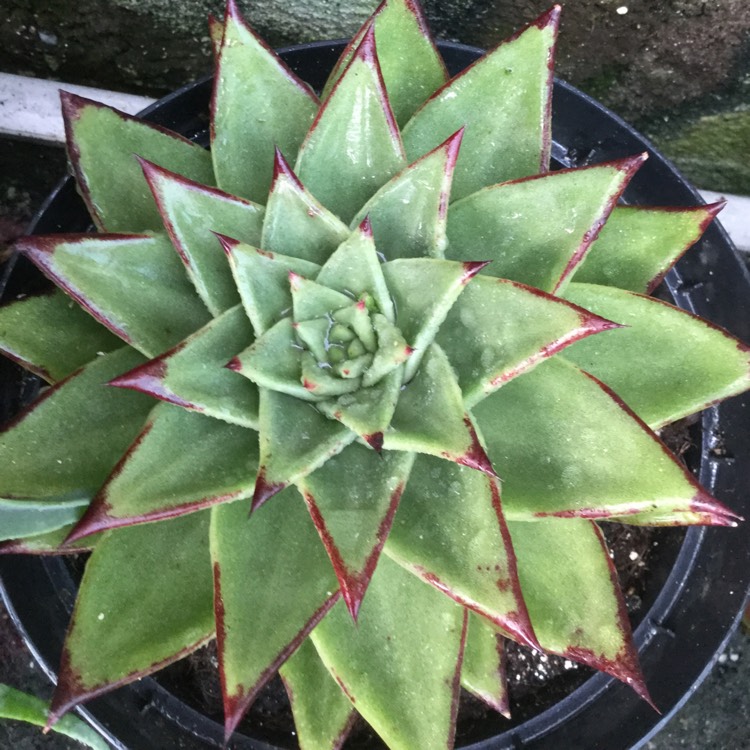 Plant image Echeveria Agavoides Corderoyi