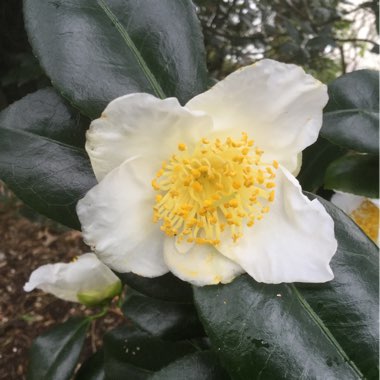 Camellia