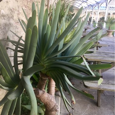 Aloe Plicatilis