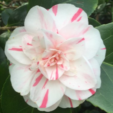 Camellia