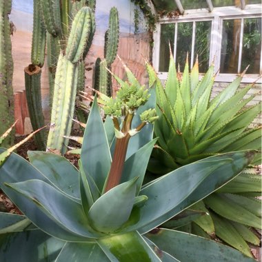 Aloe Striata