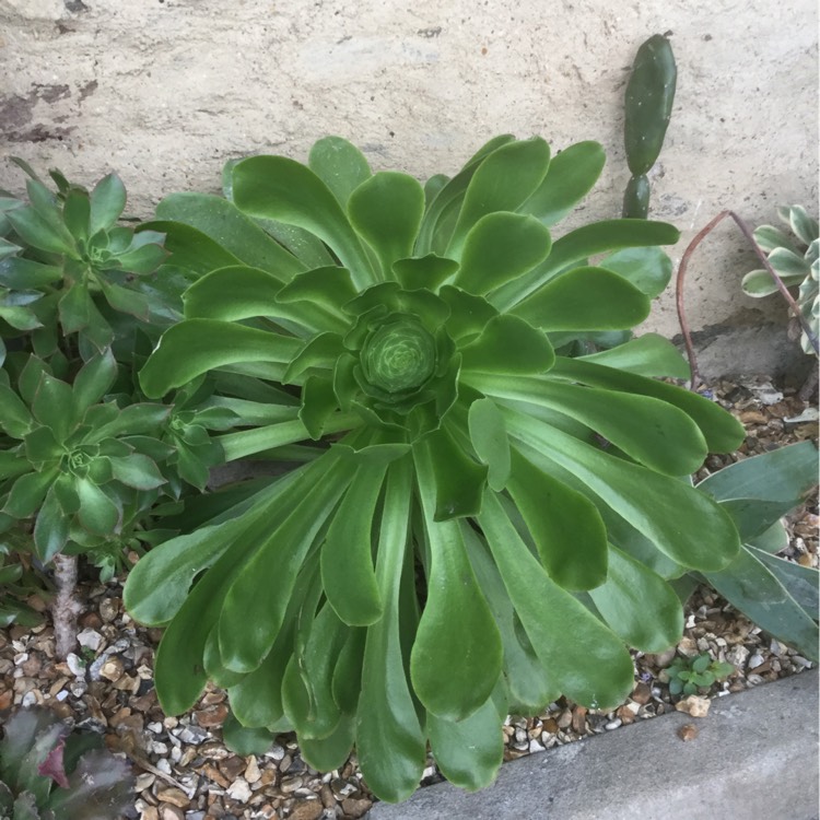 Plant image Aeonium Urbicum