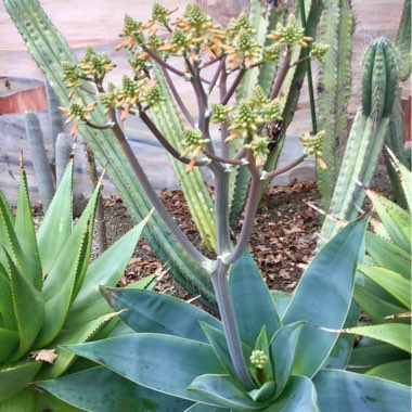 Aloe Striata