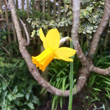 Narcissus 'Gylly Glow'