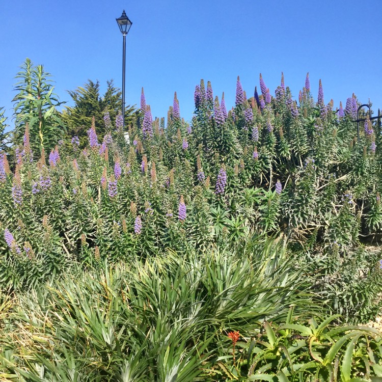 Plant image Echium candicans syn. Echium fastuosum