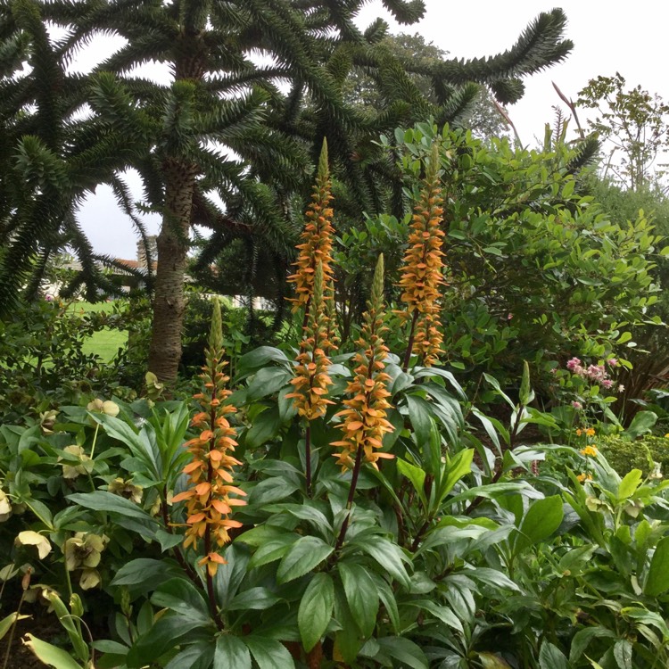 Plant image Digitalis canariensis syn. Isoplexis canariensis