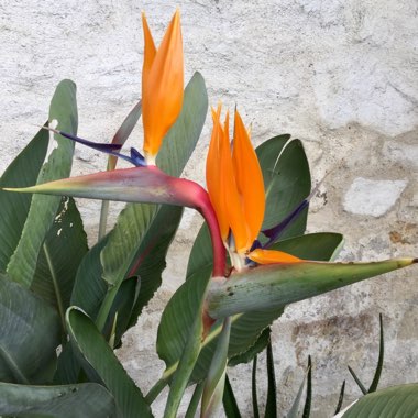 Strelitzia reginae