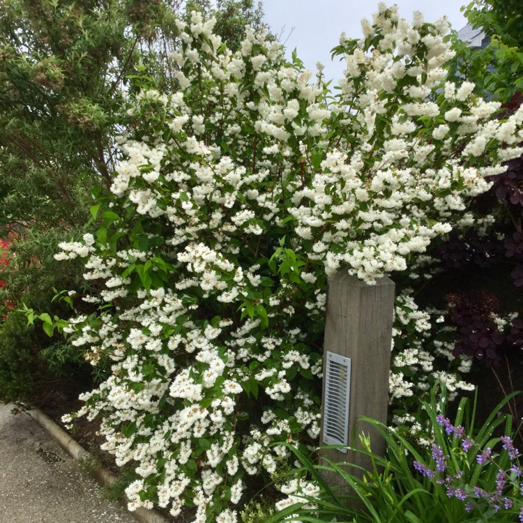 Plant image Deutzia scabra