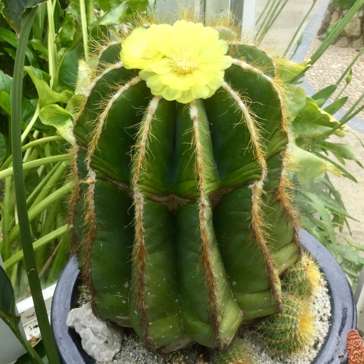 Plant image Parodia magnifica syn. Notocactus magnificus