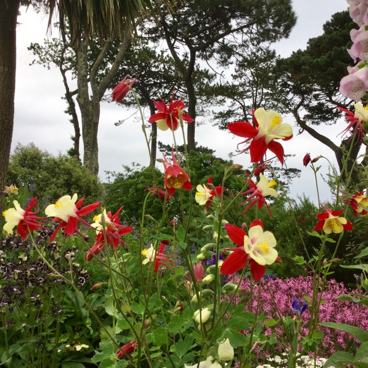 Plant image Aquilegia 'Mckana Hybrids' (Mix)