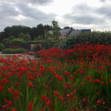 Crocosmia 'Lucifer'